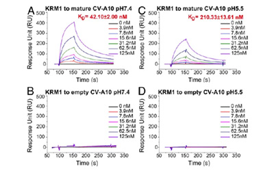 文献解读 | 关爱婴幼儿健康，Biacore在肠道病毒致病机理研究与药物开发中的应用