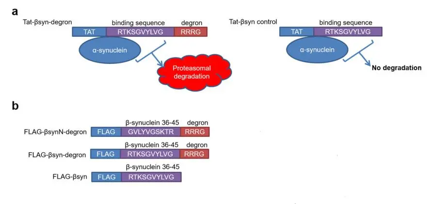 关爱老人，让“夕阳”更美 — Biacore在帕金森氏症发病机制及治疗药物开发中的应用