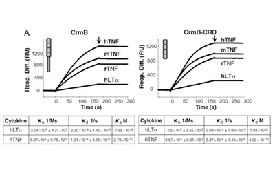 于无声处，Biacore铸建猴痘病毒防护盾牌