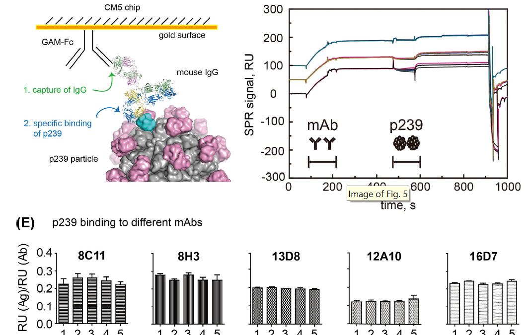 Biacore实验指南（三）| 病毒颗粒类实验，这么做更容易！