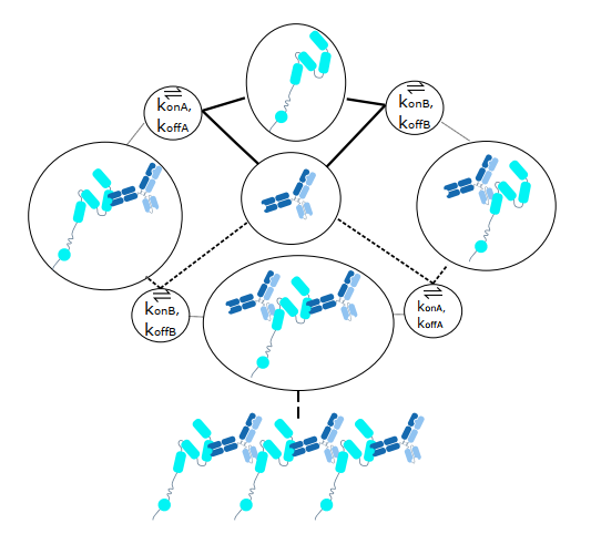 新型双特异性抗体Zanidatamab结构设计及活性验证思路