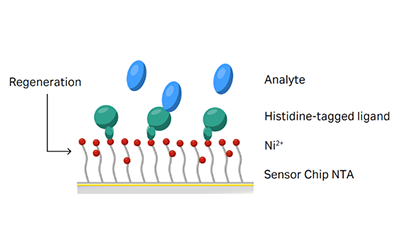 Cell文章优选芯片：特异性捕获&牢固偶联兼得，且看Biacore NTA