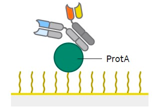 如何加速细胞株开发，有效提升双抗精准筛选？