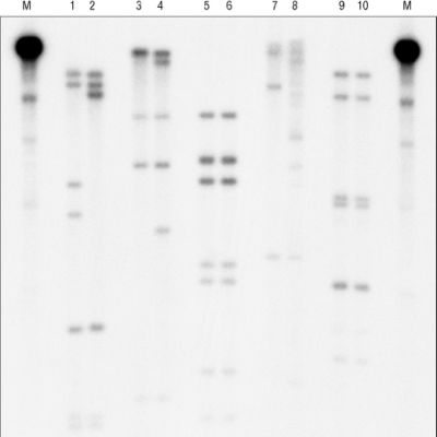 即用型 DNA 标记磁珠 (-dCTP)