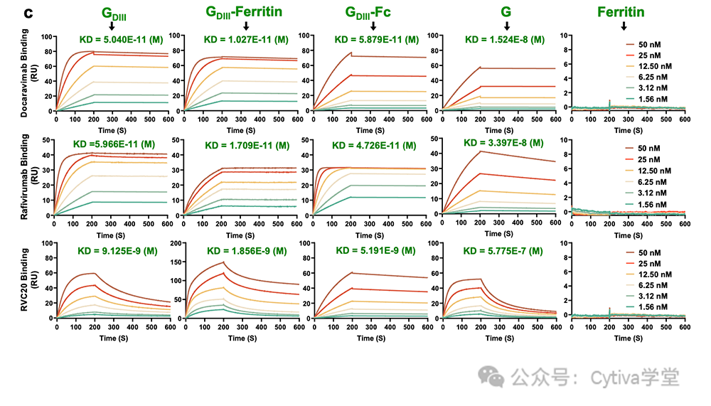 Biacore助力疫苗创新：狂犬病毒铁蛋白疫苗的研究之路