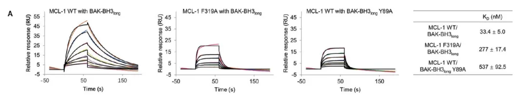 使用Biacore实现MCL-1 野生型、MCL-1突变型与BAK-BH3long的动力学检测 使用Biacore实现MCL-1 野生型、MCL-1突变型与BAK-BH3long的动力学检测