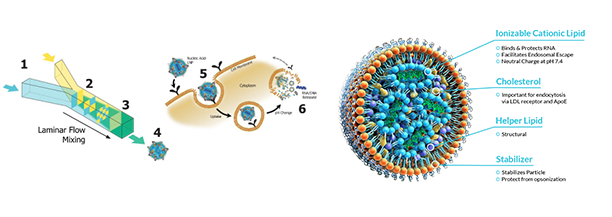 mRNA-LNP工艺流程 mRNA-LNP工艺流程