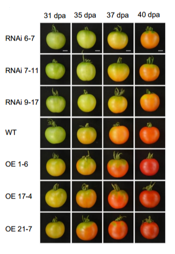 图 2. SlFERL 过表达和 RNAi 对果实成熟的影响