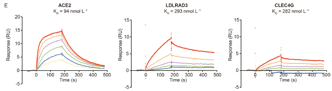图7 SARS-CoV-2 S蛋白与受体ACE2、LDLRAD3、CLEC4G的动力学表征[3]