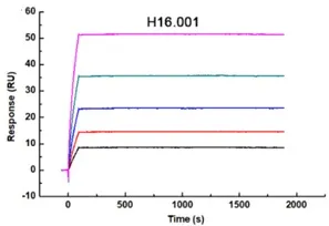 图3 Biacore表征筛选得到的抗体和HPV核衣壳蛋白的结合 