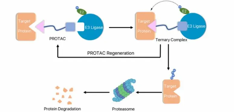 图1  PROTAC机制示意图 (来自Baylor College of Medicine - pharmacology and chemical biology以及molecular and cellular biology的Dr.Jin Wang教授的团队)