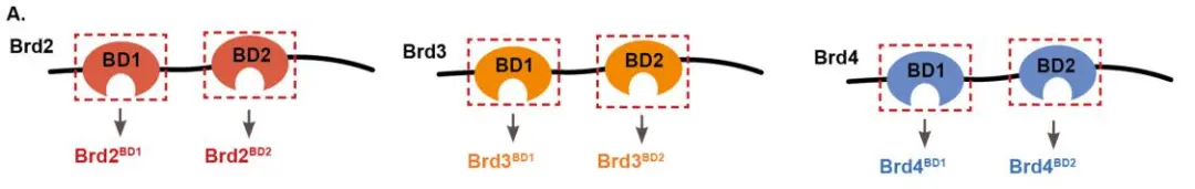 图2 BET蛋白家族成员Brd2，Brd3，Brd4，实验中使用单个溴结构域（BD1或BD2） 