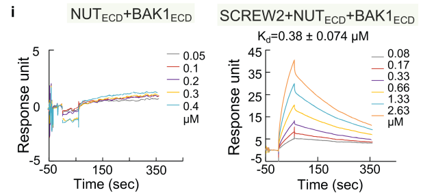 图5 Biacore检测SCREW2-NUT-BAK1三组分的结合