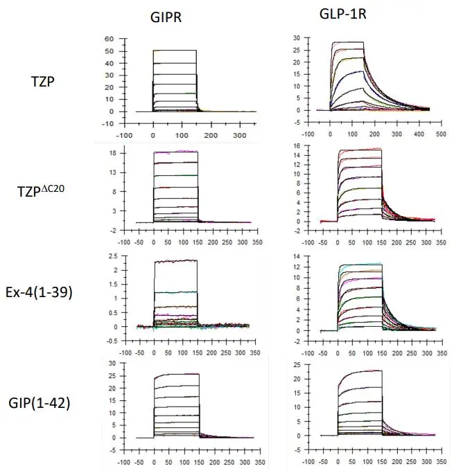 图2&表1：Tirzepatide、去脂Tirzepatide以及GLP-1类似物、GIP与不同受体的亲和力动力学检测