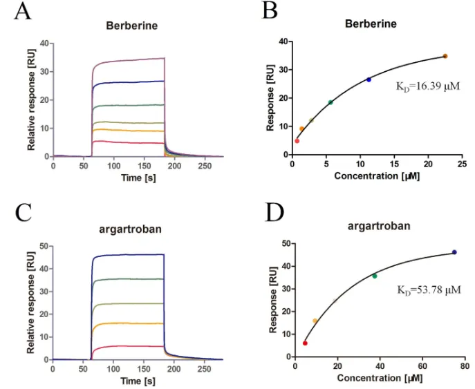 图1， Biacore检测Berberine/ Argatroban与Thrombin的结合