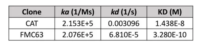 图2.不同CD19 scFvs与CD19结合的动力学结合数据