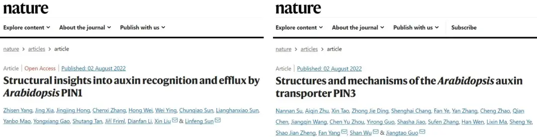 图1.中科大与浙大研究团队以“背靠背”的形式在Nature上发表了两篇关于生长素转运的研究论文