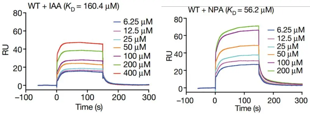 图2.Biacore实验检测，野生型PIN3（WT）与生长素IAA及其与除草剂NPA的亲和力 