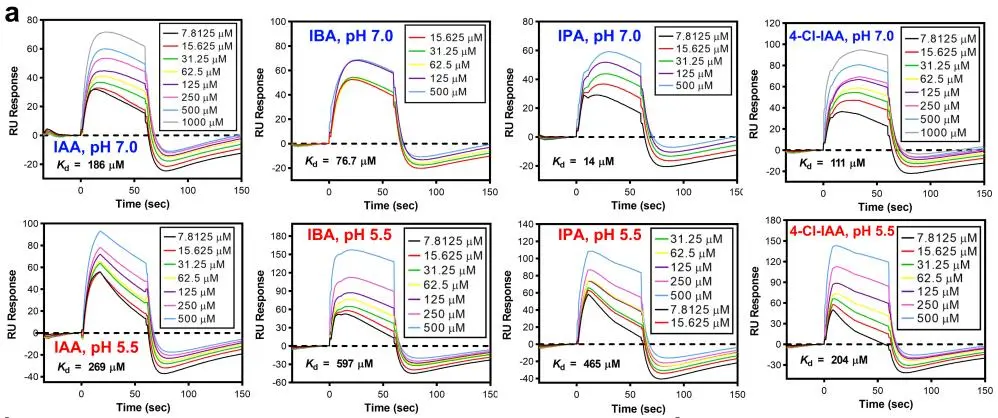 图4.Biacore实验检测， PIN1与四种天然生长素IAA、IBA、IPA、4-Cl-IAA的亲和力