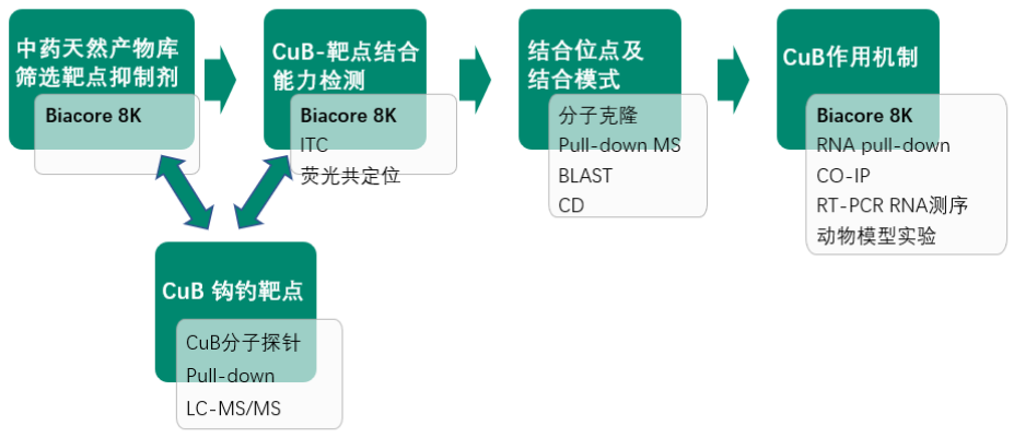 图5：文章主要研究路线及作用机制概述