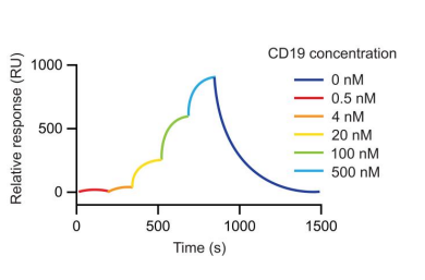 图4：不同突变体与CD19的SCK实验设计方案