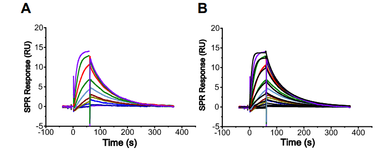 图2：(A, B) DKY709与DDB1:CRBN复合物结合的SPR分析，KD为18±6 nM (N=2) 。