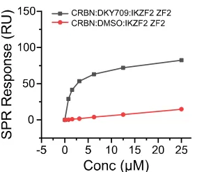 图4：在5 μM DKY709（黑色）存在下将IKZF2 (ZF2) 与固定化的DDB1：CRBN结合的SPR数据，及在没有DKY709（仅DMSO，红色）的情况下检测数据。 