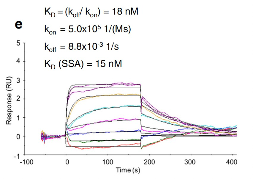 图2：抑制剂5以nM亲和力结合CDK2 注：SSA为作者简写的Biacore分析方法Steady-state affinity