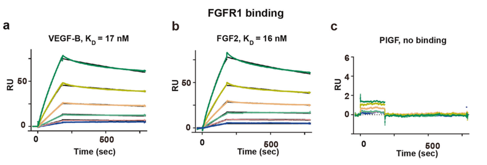 图2：FGFR1与VEGF-B、FGF2、PIGF互作结果