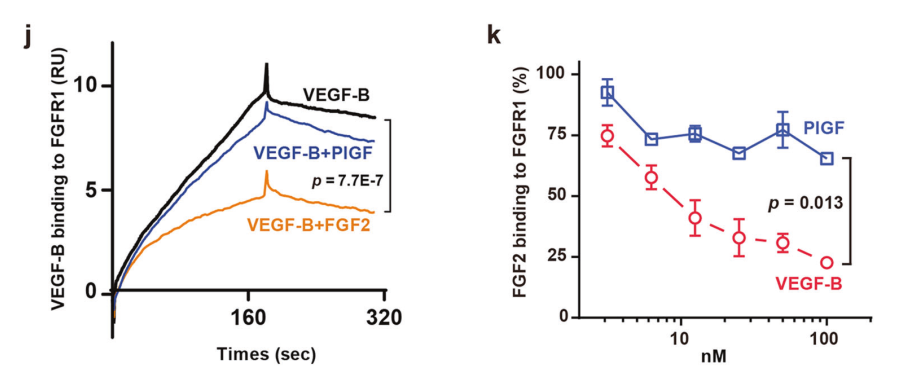 图4：VEGF-B、FGF2受体竞争结合实验结果