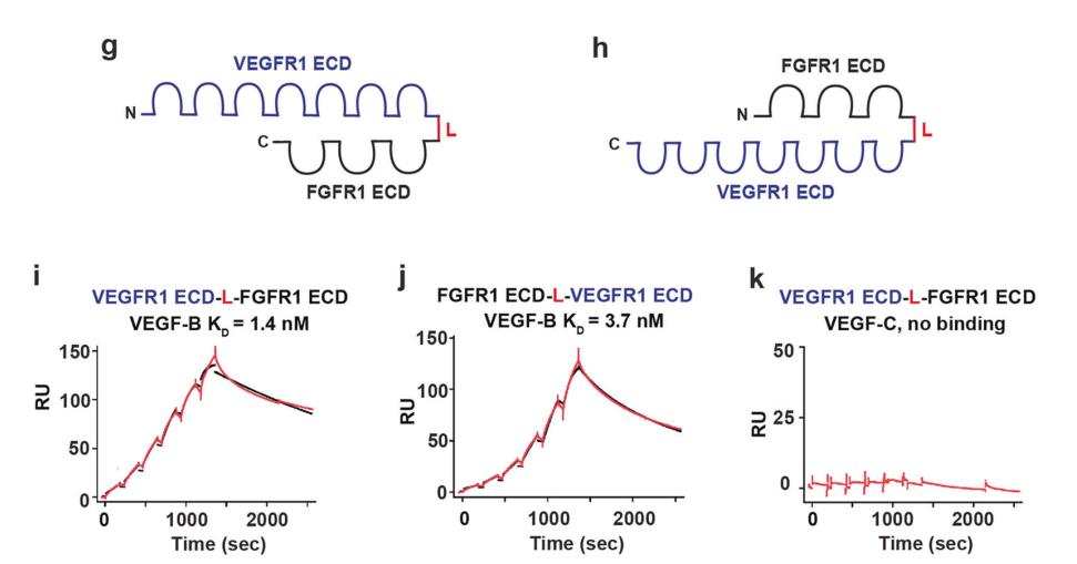 图5：VEGF-B、VEGF-C与异源二聚体的亲和力结果
