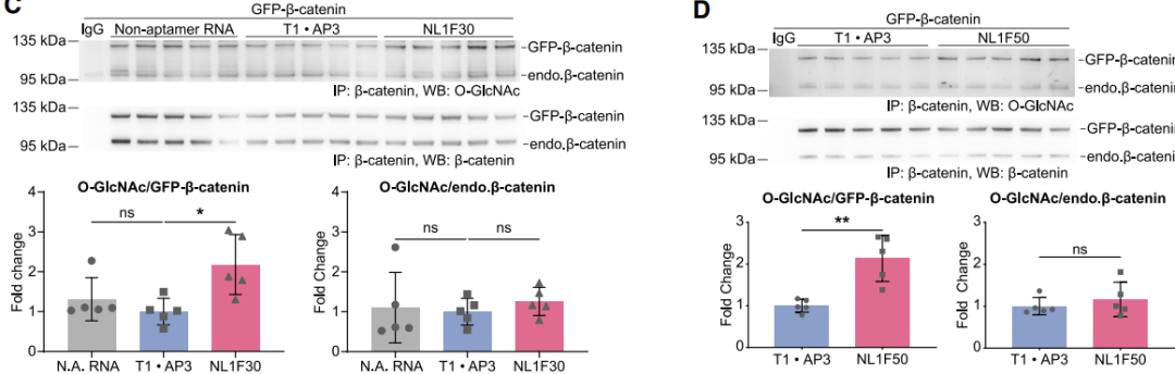 图3：双特异性适配体提高GFP-β-catenin糖基化水平 