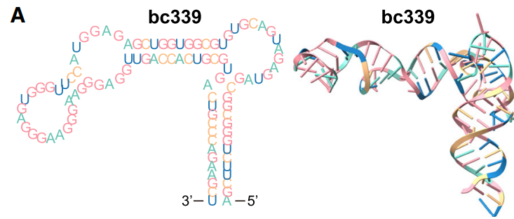 图4：Biacore检测β-catenin与适配体亲和力