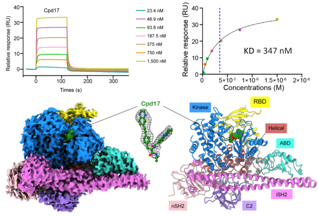 图2：Biacore检测PI3Kα与Cpd17的亲和力以及PI3Kα-Cpd17复合体的冷冻电镜结构
