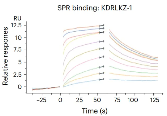 图3：KDRLKZ-1与KLHDC2结合动力学数据 