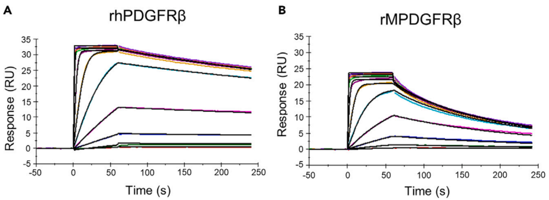 图2：Biacore测定rhPDGFRβ、rMPDGFRβ、rhPDGFRα与RESCA-Z09591的亲和力/动力学 