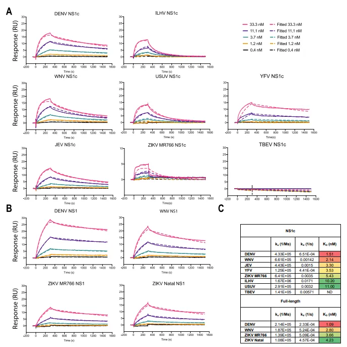 图4 单抗1G5.3与多来源黄病毒NS1蛋白的亲和力[13]