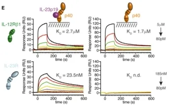 图5 IL-23p19介导的IL23R与IL-23的结合[15]