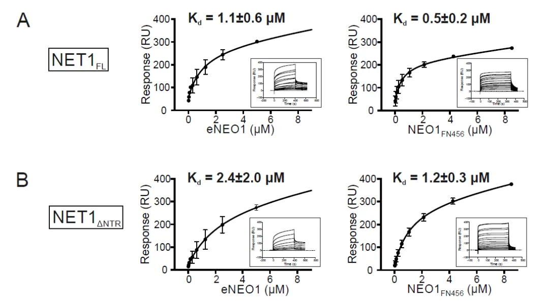 图6 Biacore稳态法测定不同NET1与NEO1的亲和力[21]