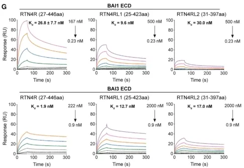 图7 BAI1- 与BAI3-RTN4R的亲和力测定[23]
