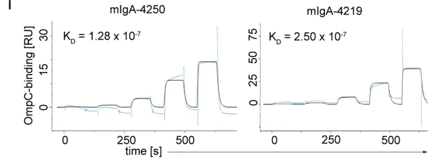 图8 Biacore测定不同来源Fc–APRIL， Fc–c-APRIL，Fc–nc-APRIL与heparin 的亲和力[24]
