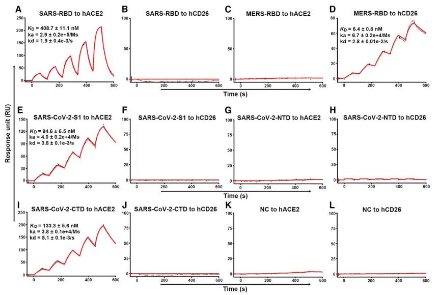 图3 SARS-CoV-2入侵机制研究（取自新冠类文献1）
