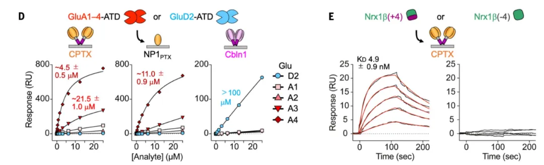 图5  重塑神经突触相关研究（取自非新冠类文献20）