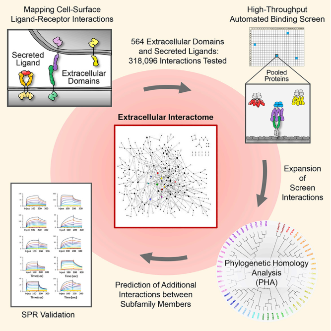 图3 SARS-CoV-2入侵机制研究（取自新冠类文献1）