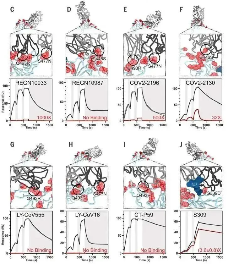 图6，Biacore检测抗体与Wuhan-Hu-1及Omicron的亲和力