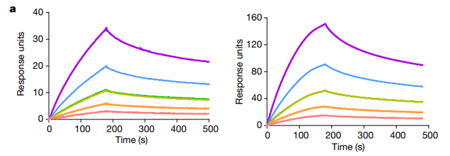 图8：Biacore检测多种类型的IgM（mIgM、pIgM和sIgM）与FcμR的亲和力