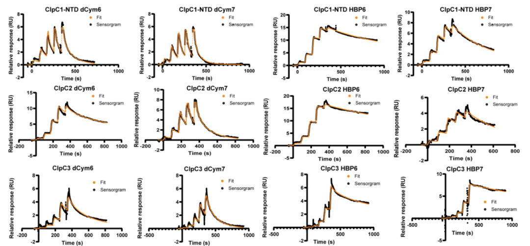 图1：NTA芯片Capture & Coupling后，检测ClpC3与药物的亲和力