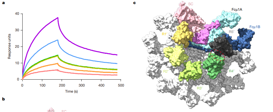 图8：Biacore检测多种类型的IgM（mIgM、pIgM和sIgM）与FcμR的亲和力