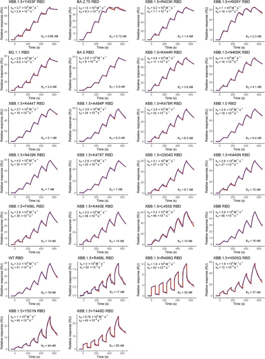 图2：Biacore检测SARS-CoV-2突变体RBD与hACE2的亲和力KD