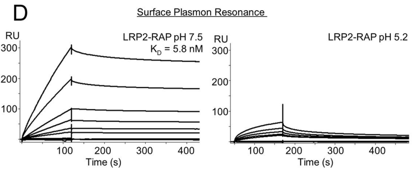 图5：Biacore检测不同pH下LRP2与受体相关蛋白RAP的结合能力